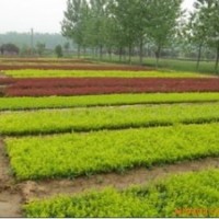 我基地常年出售各種綠化苗木小苗：大葉黃楊小苗，冬青小苗，黃楊