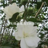 白色重瓣雞肉花樹(shù)苗產(chǎn)量高經(jīng)濟(jì)效益好
