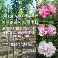 江蘇2公分粗白花木槿樹(shù)苗紅花木槿苗