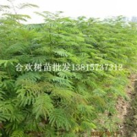 江蘇的紅花合歡樹(shù)苗什么價(jià)格夜合歡苗