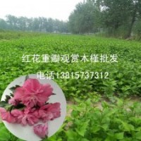 韓國國花木槿花樹苗木槿花苗木槿苗