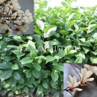 白玉蘭基地直銷耐寒觀花大喬木白玉蘭樹苗