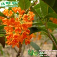 速生紅丹桂 桂花小苗供應(yīng)包成活 生長快 價格實惠 品種純正