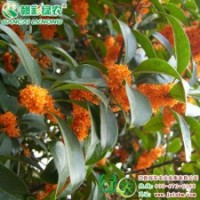 丹 桂 園林一絕 桂花小苗 花香撲鼻|江西綠農(nóng)發(fā)展有限公司供應(yīng)