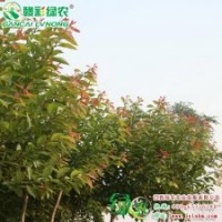紅葉柳 彩柳小苗供應(yīng)包存活
