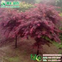 石榴紅羽毛楓 紅楓小苗供應(yīng)批發(fā)零售|江西綠農(nóng)發(fā)展有限公司