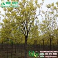 金葉白蠟 綠化小苗 彩葉樹小苗 金葉白蠟小苗供應(yīng)包存活