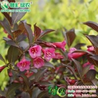 紫葉錦帶 園藝品種 紫葉錦帶 彩葉樹小苗 綠化苗木 紫葉錦帶小苗