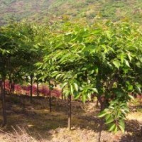 供應青島櫻花苗木櫻花