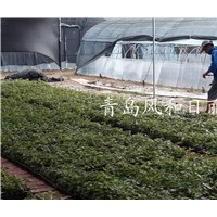 供應(yīng)美國(guó)紅點(diǎn)紅楓扦插小苗