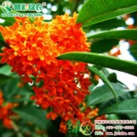狀元紅丹桂 丹桂頂級(jí)種