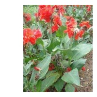 廣西美人蕉，紅花美人蕉，紫葉美人蕉供應(yīng)