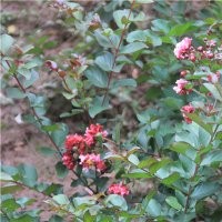 重慶紅火箭紫薇1年苗