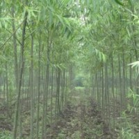 竹柳綠化