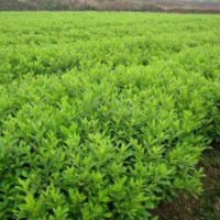 農(nóng)戶價(jià)出售杜鵑小苗及色塊工程苗批發(fā)零售