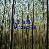 垂抱109柳樹