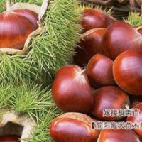 優(yōu)質(zhì)板栗苗、大果板栗樹苗
