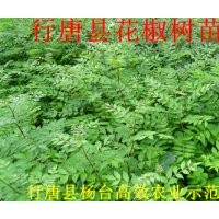 小花椒苗價(jià)格0.15元