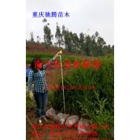 南方紅豆杉杯苗50-120CM