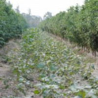大量供應(yīng)美國紅楓、龍柱碧桃，量大從優(yōu)！