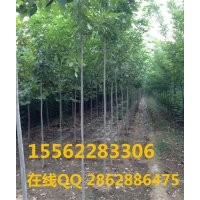 白臘小苗 白臘 規(guī)模種植 山東濟(jì)寧保國園林