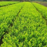四季桂、紅葉石楠、茶花、茶梅、紅花繼木、杜鵑、夏鵑、金森女貞