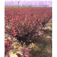 秦皇島田嘉園林集團(tuán)苗木調(diào)價中~~~~~~~~