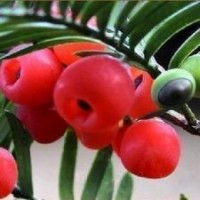 供應江西濕地松，江西馬尾松，江西青錢柳，紅豆杉