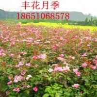 三年生豐花月季批發(fā)行情，賣豐花月季，豐花月季價格