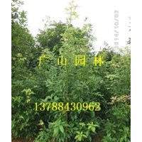 大量供應(yīng)金絲楠木苗、紅豆杉苗、桂花苗、竹柏苗、銀杏苗