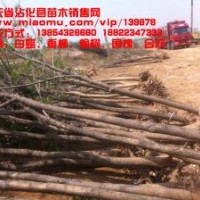 出售1-18公分白蠟 出售2-39公分柳樹