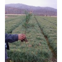 供營養(yǎng)缽20-50高華山松。1-3米華山松。