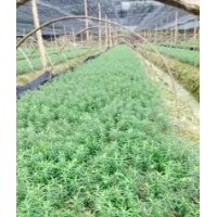 貴州紅豆杉，杉苗，濕地松，青楓，貴州求購(gòu)木荷楓香苗，池杉批分