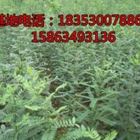皂角小苗價(jià)格