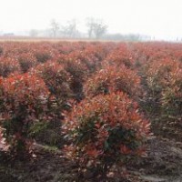 紅葉石楠