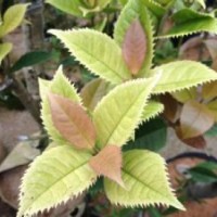 五彩桂 珍珠彩葉桂最新價格 供應