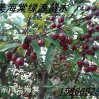 皇家雨點海棠