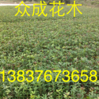 50公分高桂花苗，1米高桂花小苗，1公分桂花價格