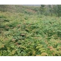 欒樹苗、欒樹小苗、一年生欒樹苗