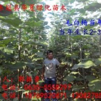 山東毛白楊小苗價格，山東毛白楊小苗供應(yīng)，山東毛白楊小苗種植信