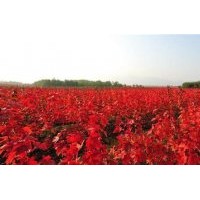 日本紅楓1年苗，2年苗，3年苗.....價格面議。