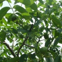 現(xiàn)有藍(lán)莓苗、櫻桃苗、核桃苗供應(yīng)
