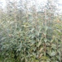 供應(yīng)優(yōu)質(zhì)桂花苗欒樹(shù)大葉女貞等