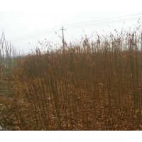 大量供應(yīng)紫薇、郁杏子等苗木