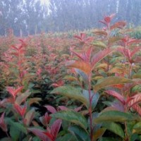 長期供應(yīng)北美系列海棠苗 直銷優(yōu)質(zhì)珠穆朗瑪絢麗高原之火等樹苗