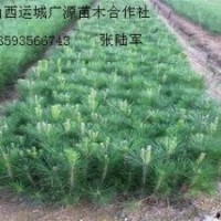 30公分營養(yǎng)杯白皮松大量低價(jià)優(yōu)惠供應(yīng)