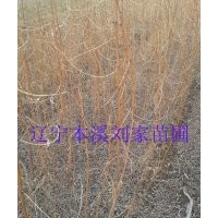 刺槐苗、刺槐、釘槐苗、洋槐