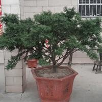 紅豆杉