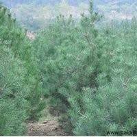 春季種植白皮松技術(shù)五要點