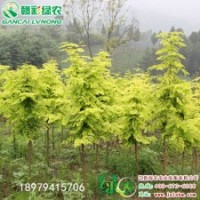 金葉水杉 長(zhǎng)勢(shì)迅速 耐寒性強(qiáng) 江西金葉水杉小苗報(bào)價(jià) 金葉水杉種植